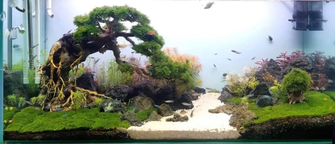 Lũa Bonsai thủy sinh mini dáng đổ cho hồ 30, 40 cm