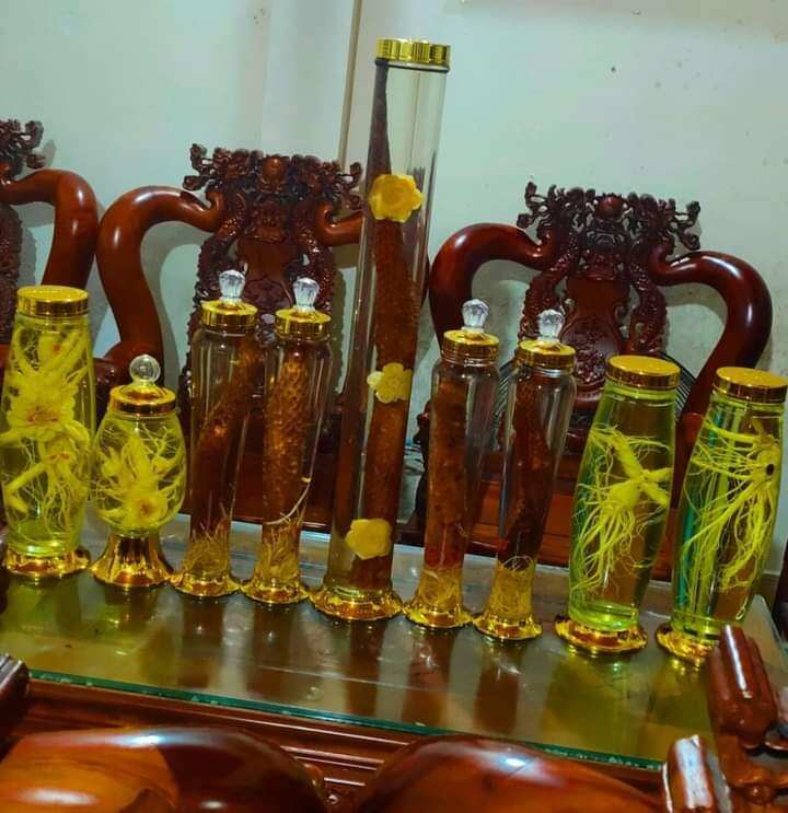 Sâm dây Ngọc Linh 15 củ/kg