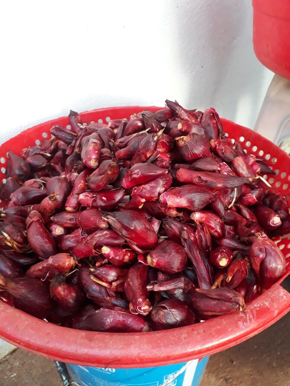 Sâm đại hành tươi Đà Lạt 1kg