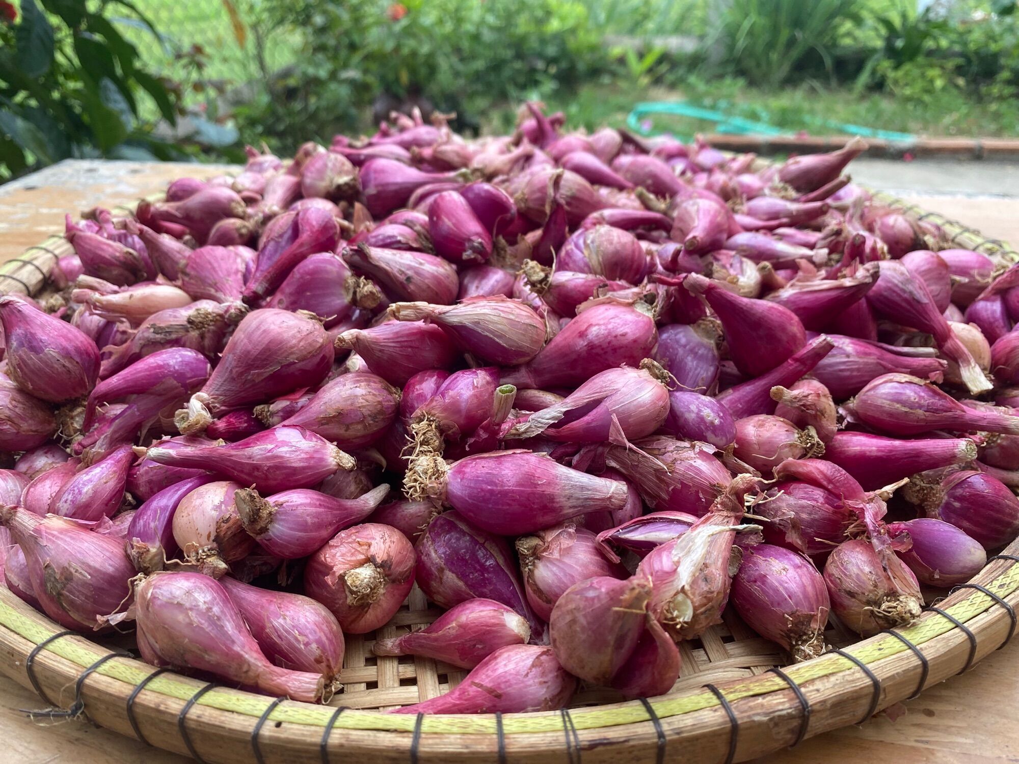 [HCM]HÀNH TÍM LÝ SƠN (1KG)