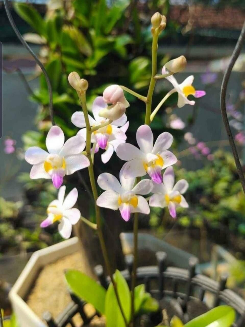 Hoa Lan hồ điệp rừng (2 cây)