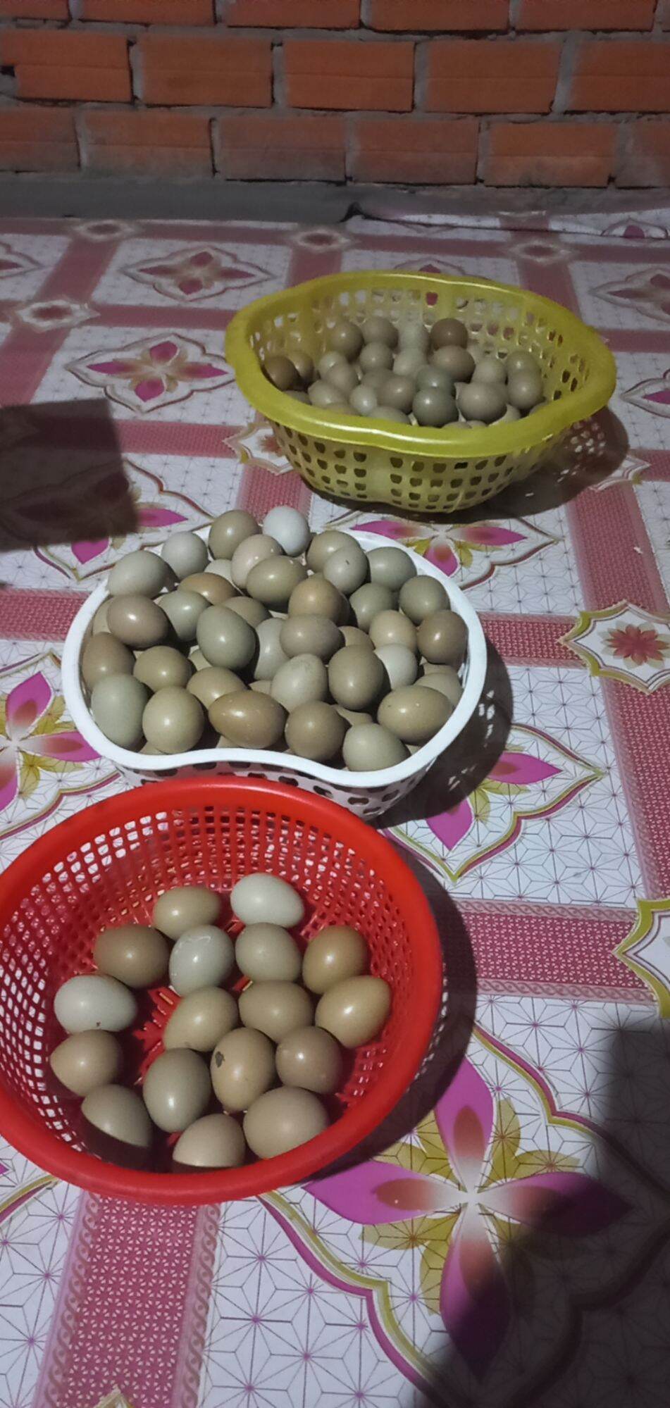 Trứng chim Trĩ Combo 10 quả trứng mới Tỉ lệ ấp có cồ cao