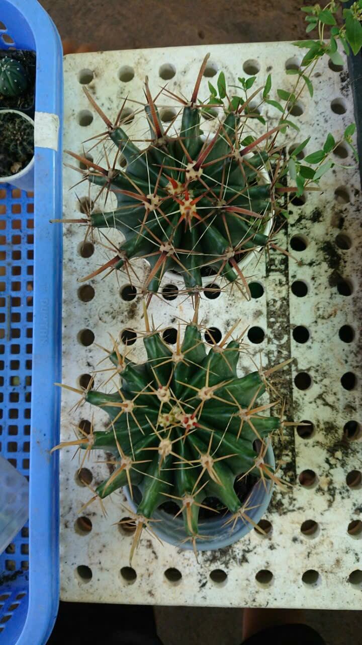 Xương rồng fero size 13cm