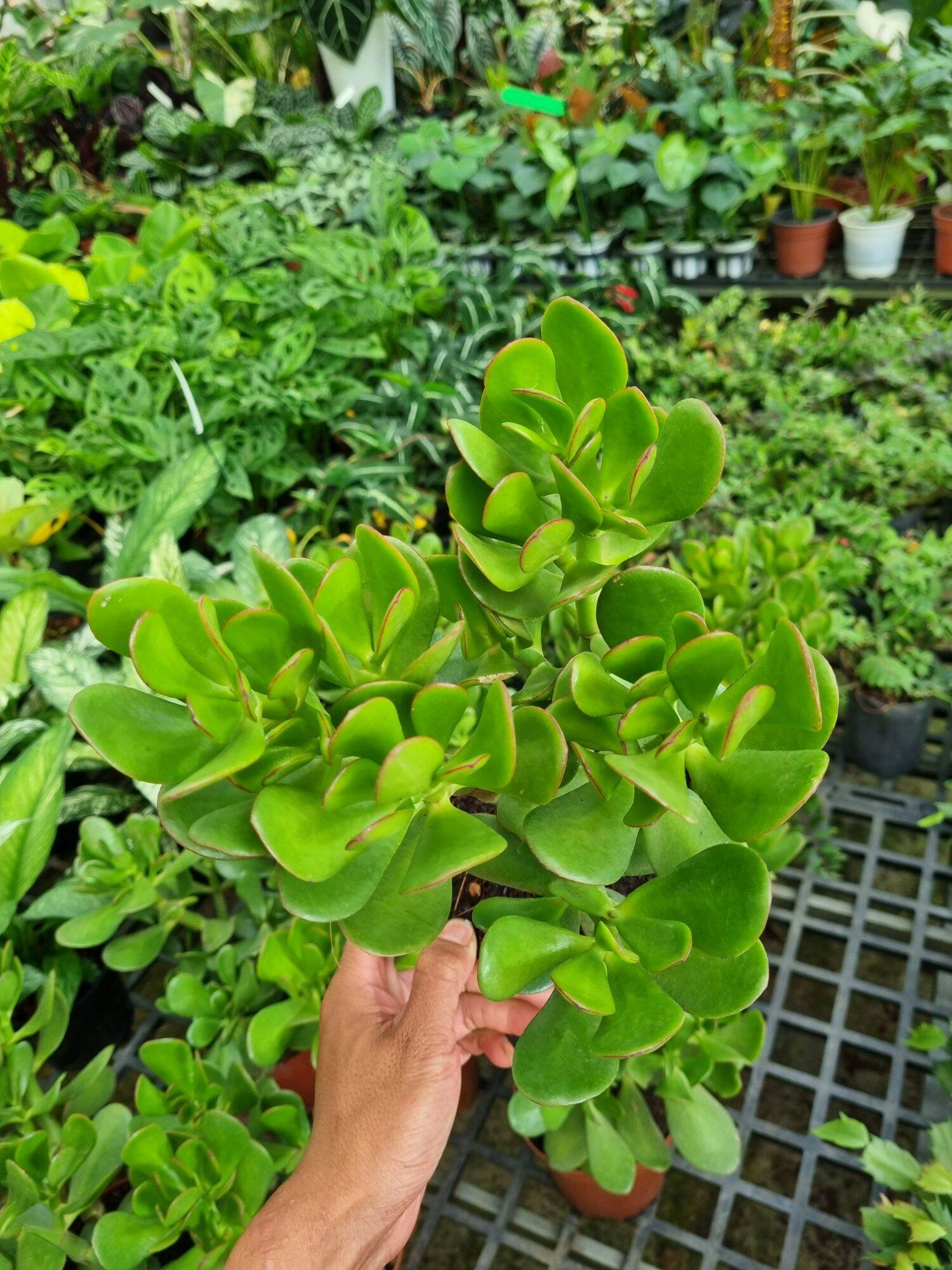 Cây sen đá ngọc bích