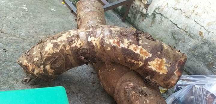 Củ Bạc Hà Núi trị ung thư( củ mọc tự nhiên trên núi Cấm linh thiêng) 10kg trị ung thư