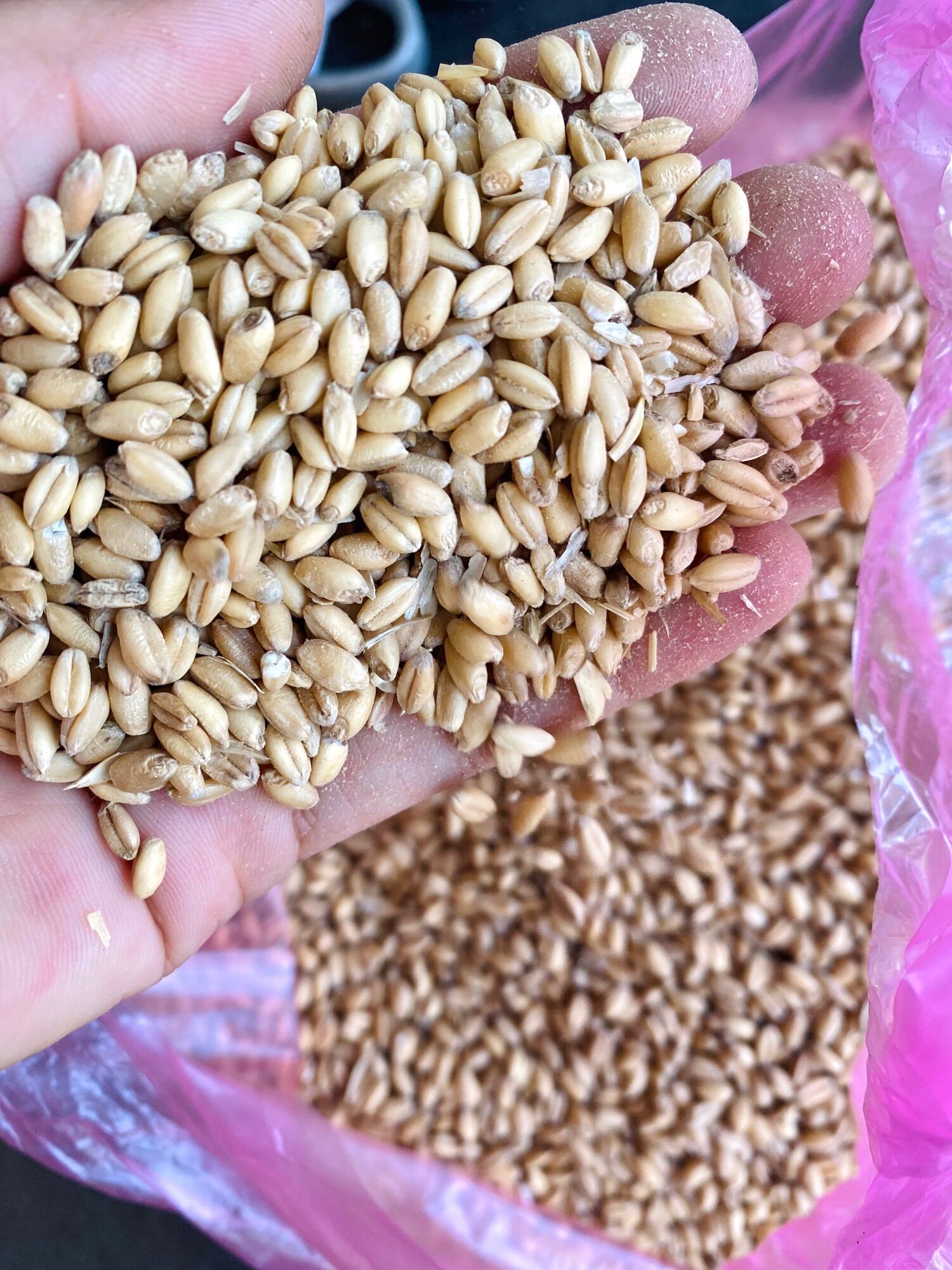 1kg Lúa mì dùng làm thức ăn cho gà đá, yến phụng, vẹt