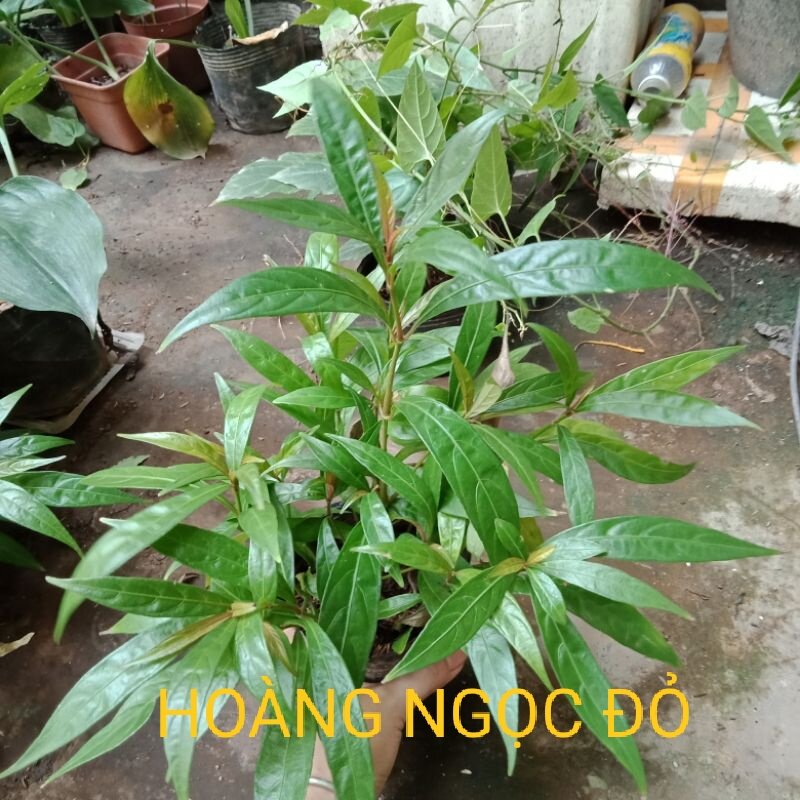 Cây giống hoàn ngọc đỏ. cây con khỉ