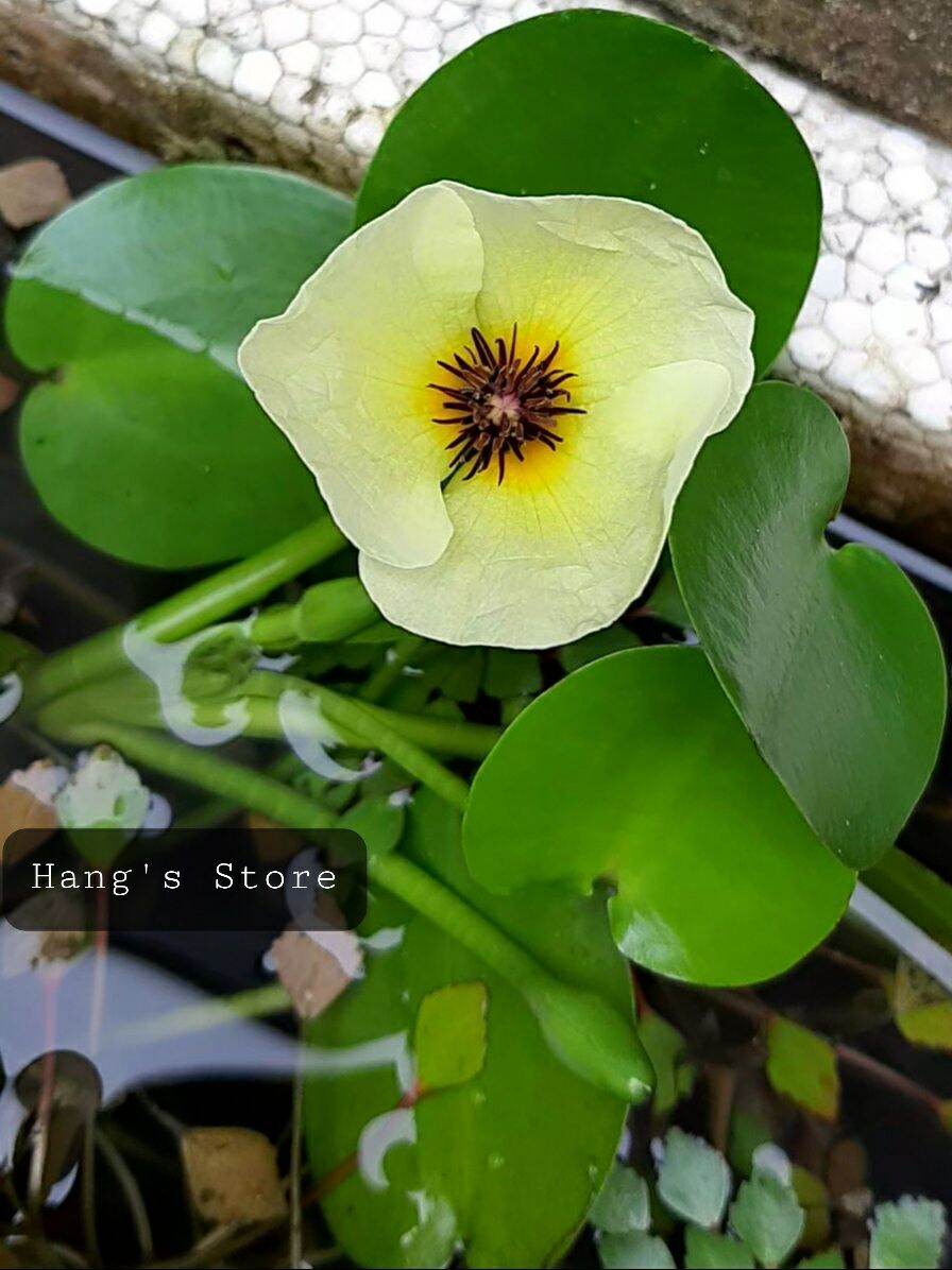 Cây Thủy Quỳnh trồng thủy sinh