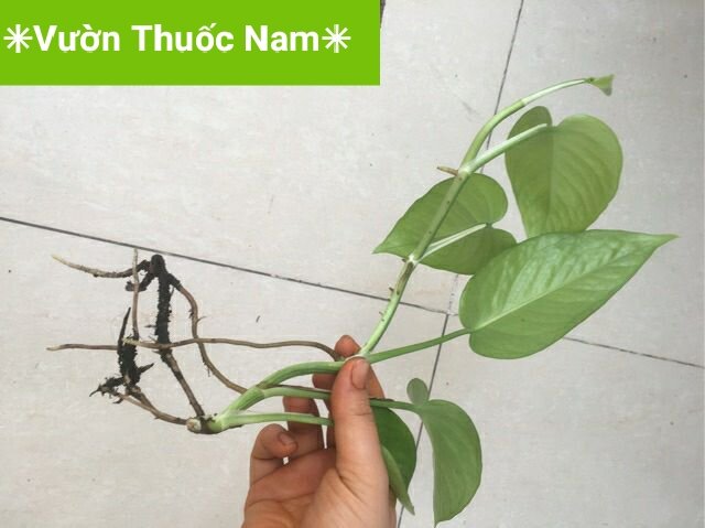Combo 5 cành trầu bà có rễ trồng thuỷ sinh