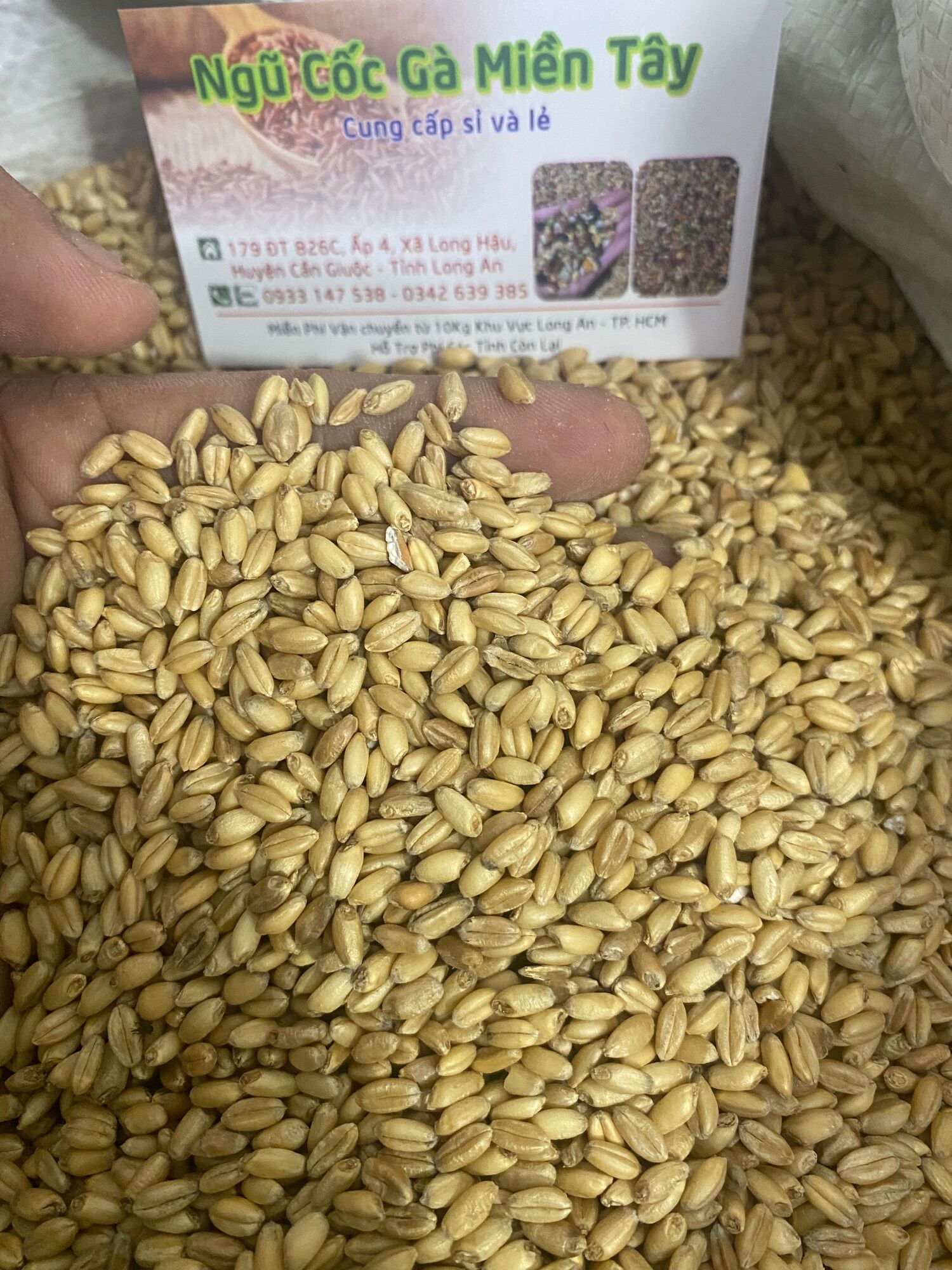 Hạt lúa mì vàng