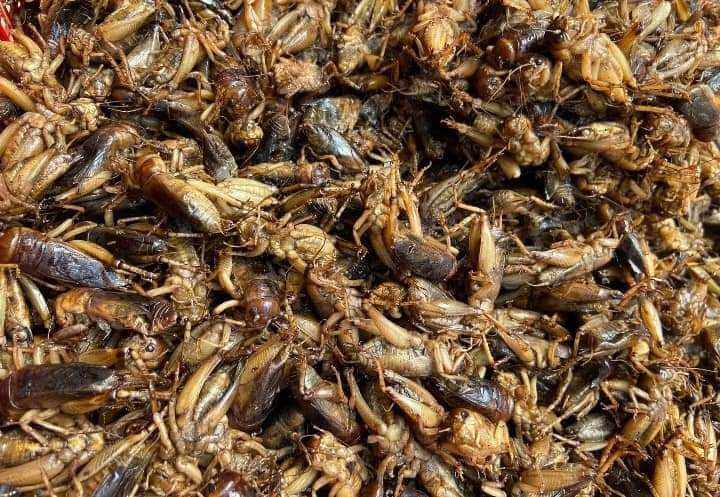 dế mèn phơi sấy khô 20g