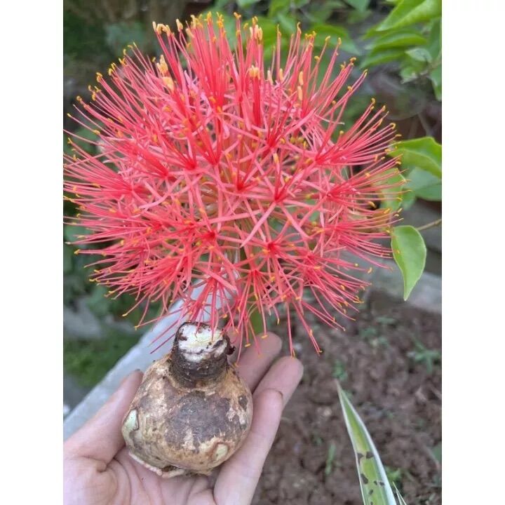 Củ hoa Hồng Tú cầu