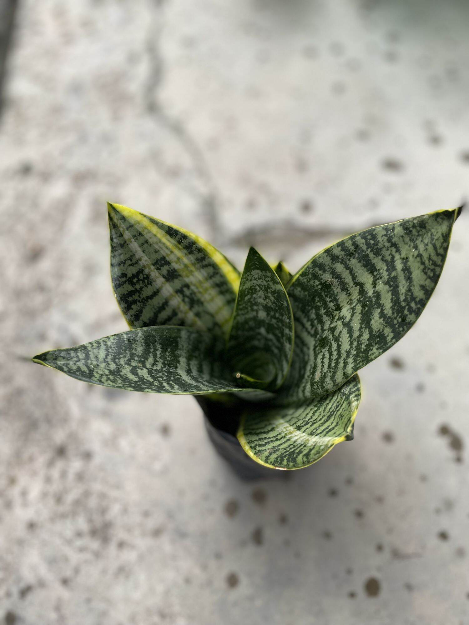 Cây lưỡi mèo có viền vàng trồng trong bịch.