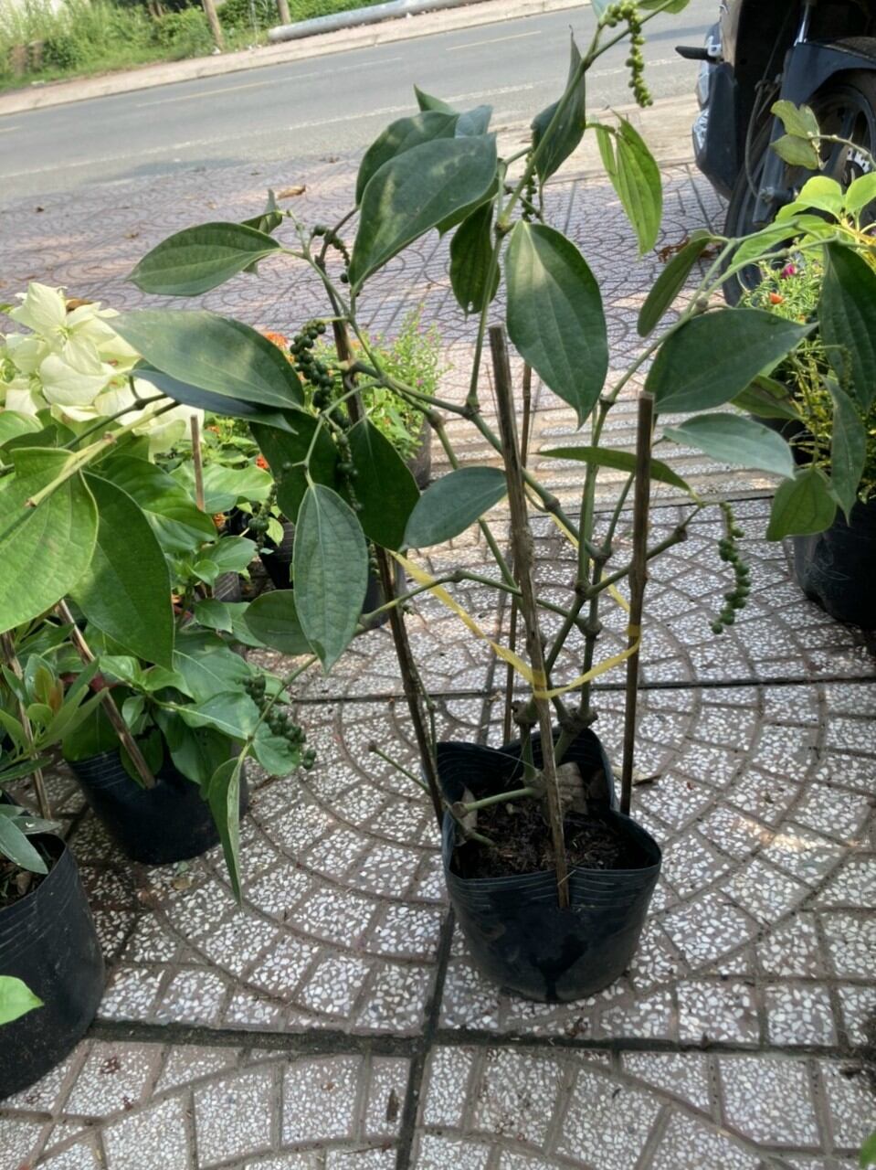 chậu cây tiêu đang trái như hình