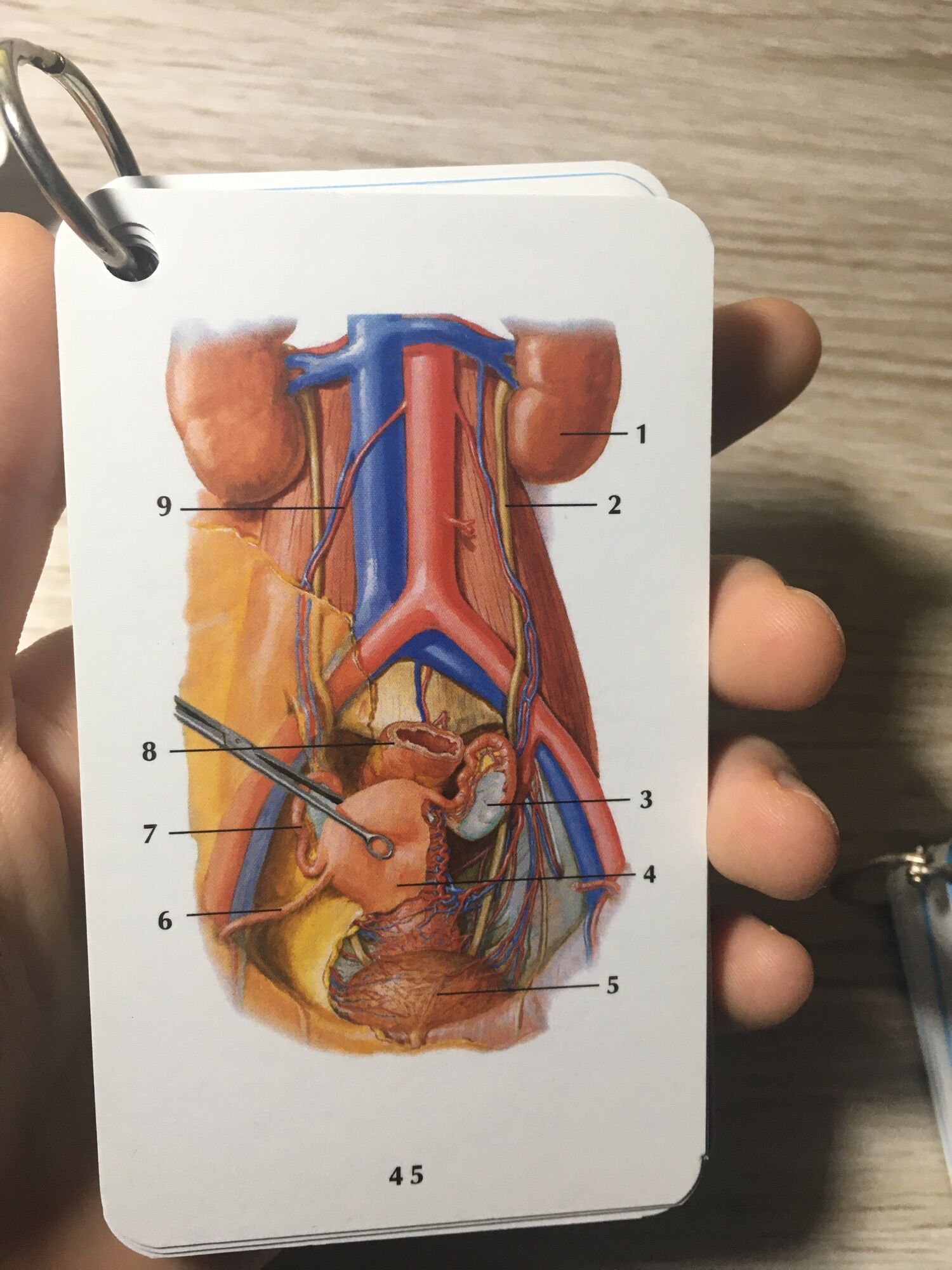 Combo sổ tay FA//Combo flashcardanatomy tiếng Việt