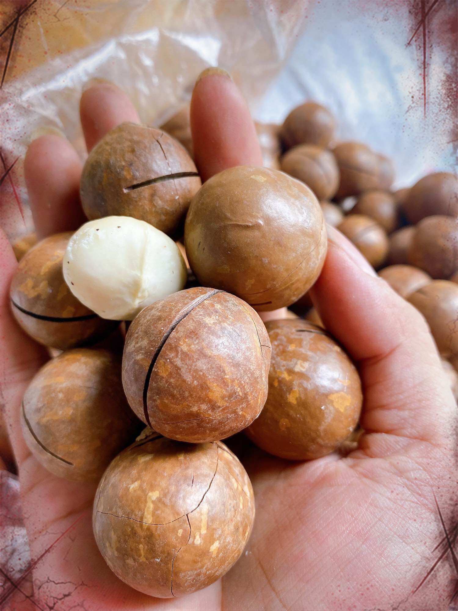 500Gr Macca Daklak size đại bao ngon