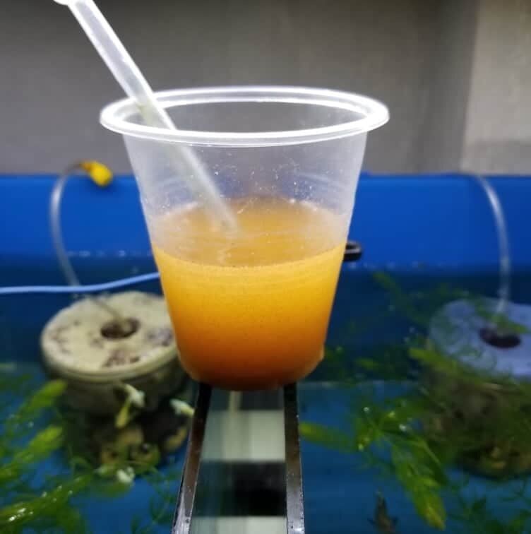 Artemia lon xanh - chiết lẻ lọ 50g