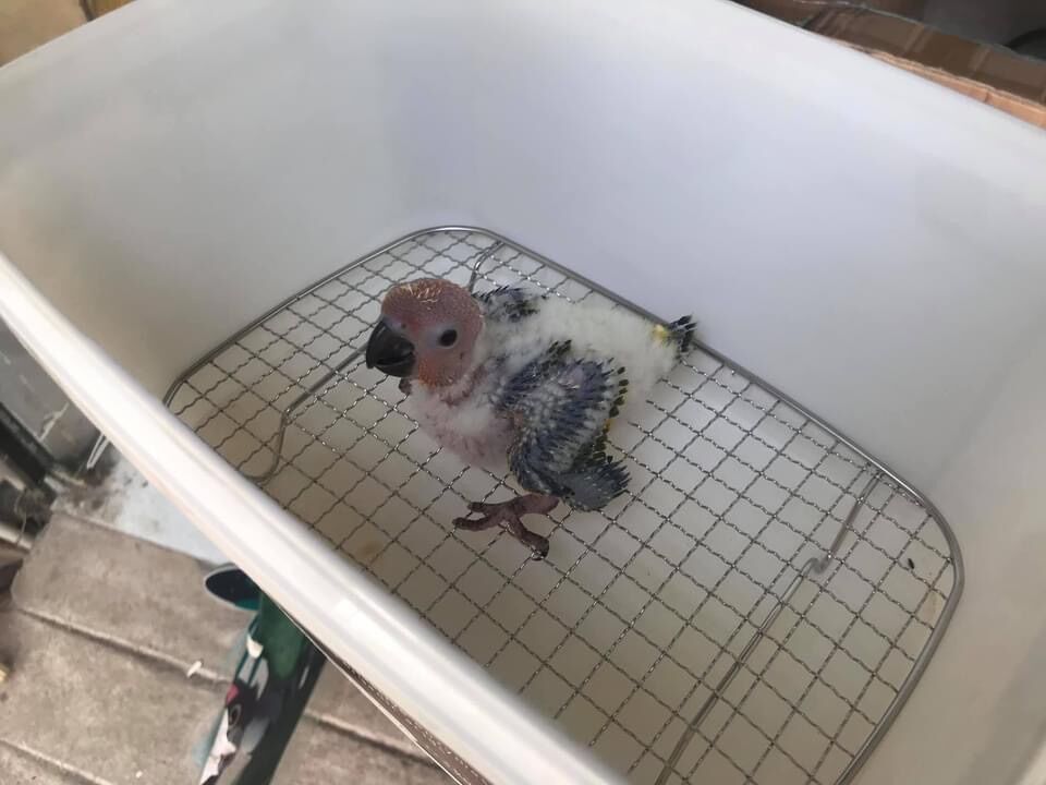 Vỉ lót nuôi chim non
