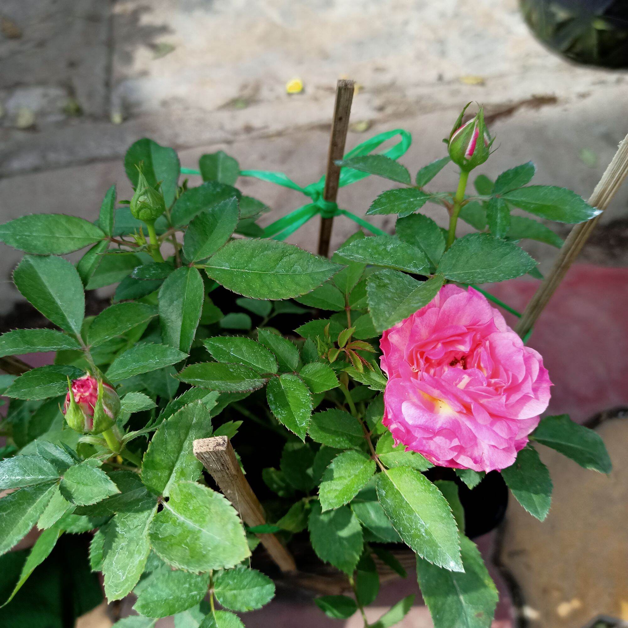 Chậu cây hoa hồng tezza hồng siêu nụ