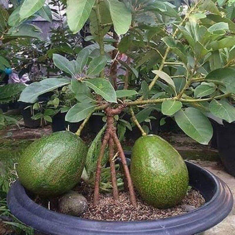 Cây giống bơ lùn thái lan (trồng chậu siêu sớm)
