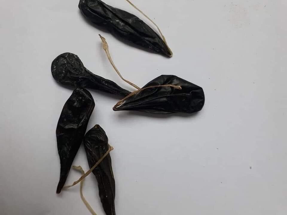 Mật kì đà khô (1cái)