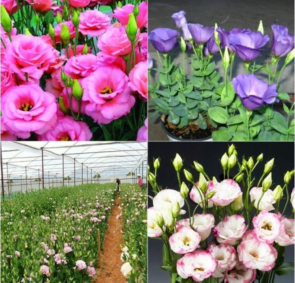 Hạt giống hoa cát tường hoa Tết