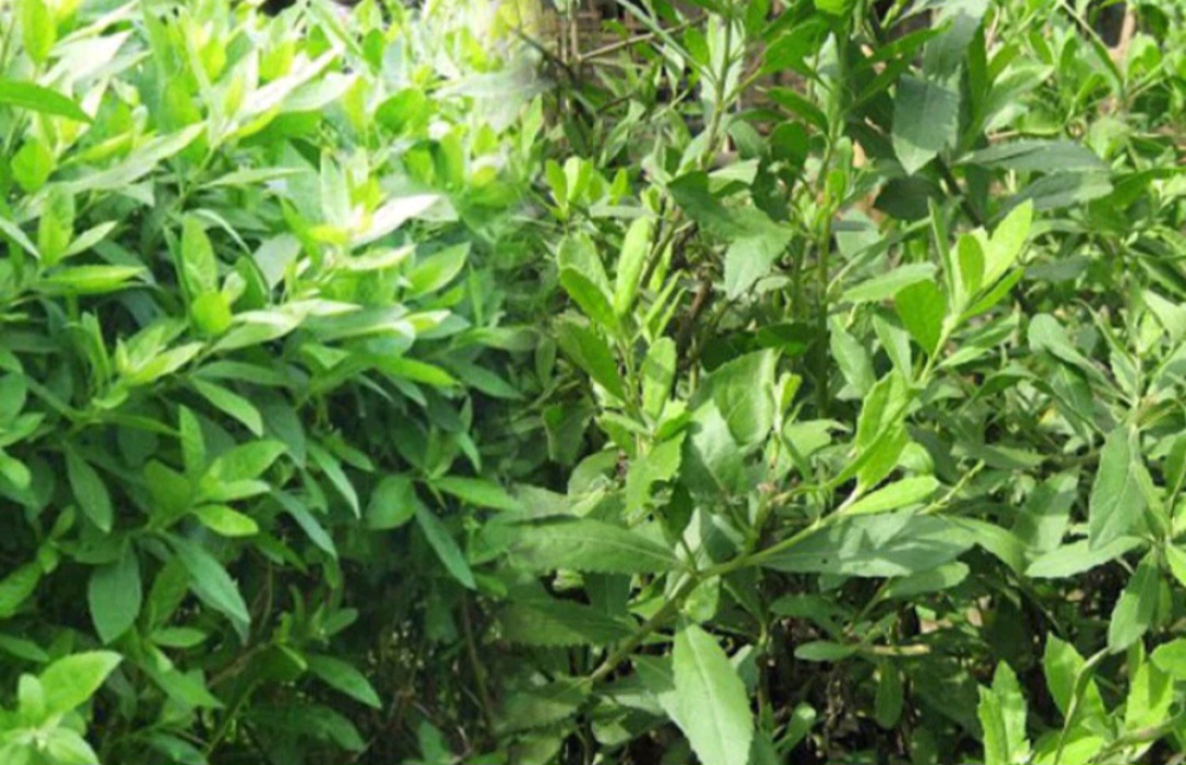 1 ký Thân Và Lá Cúc Tần Tươi ( Từ Bi )