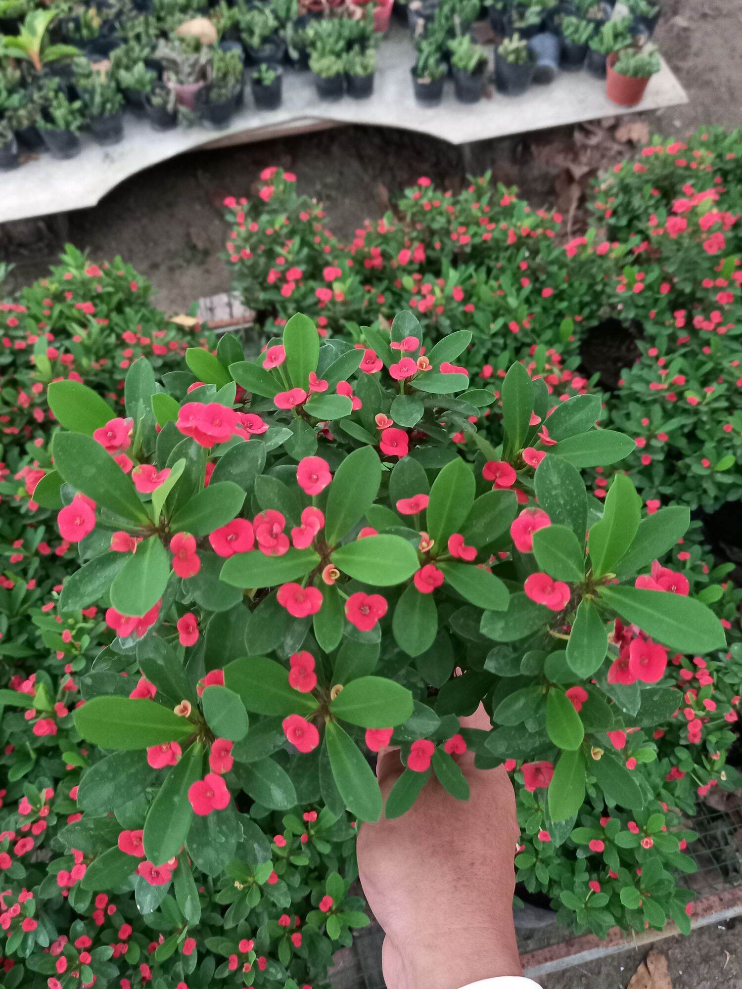 cây sương rồng đỏ bát tiên siêu hoa