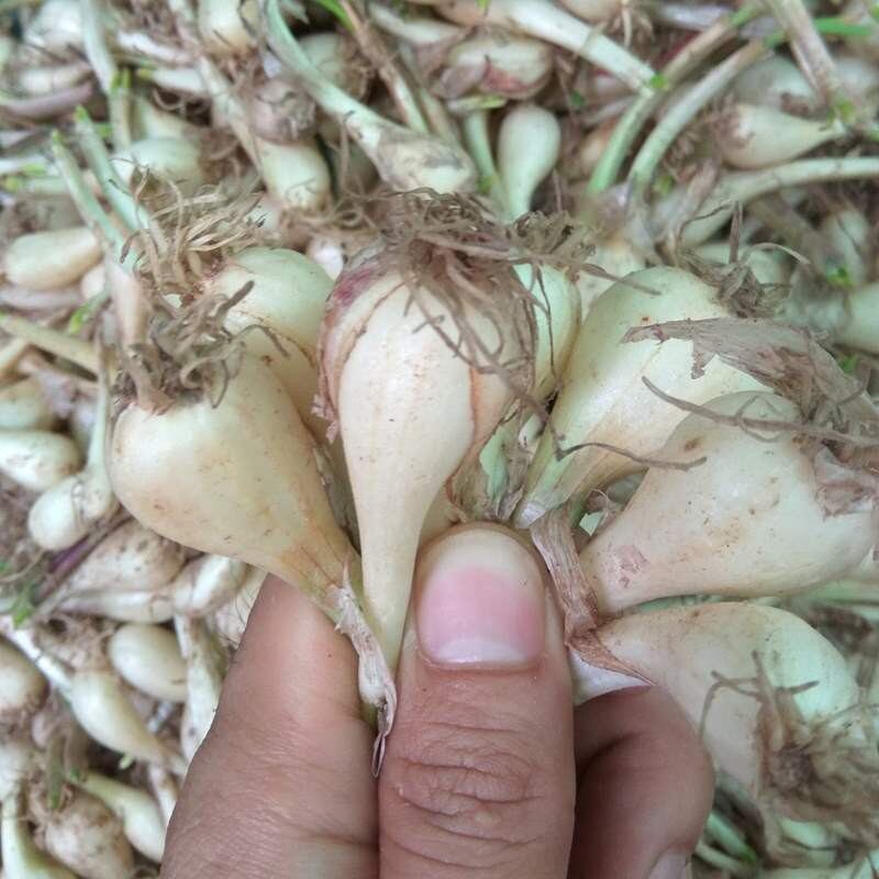 Củ Kiệu huế Loại ngon 1kg