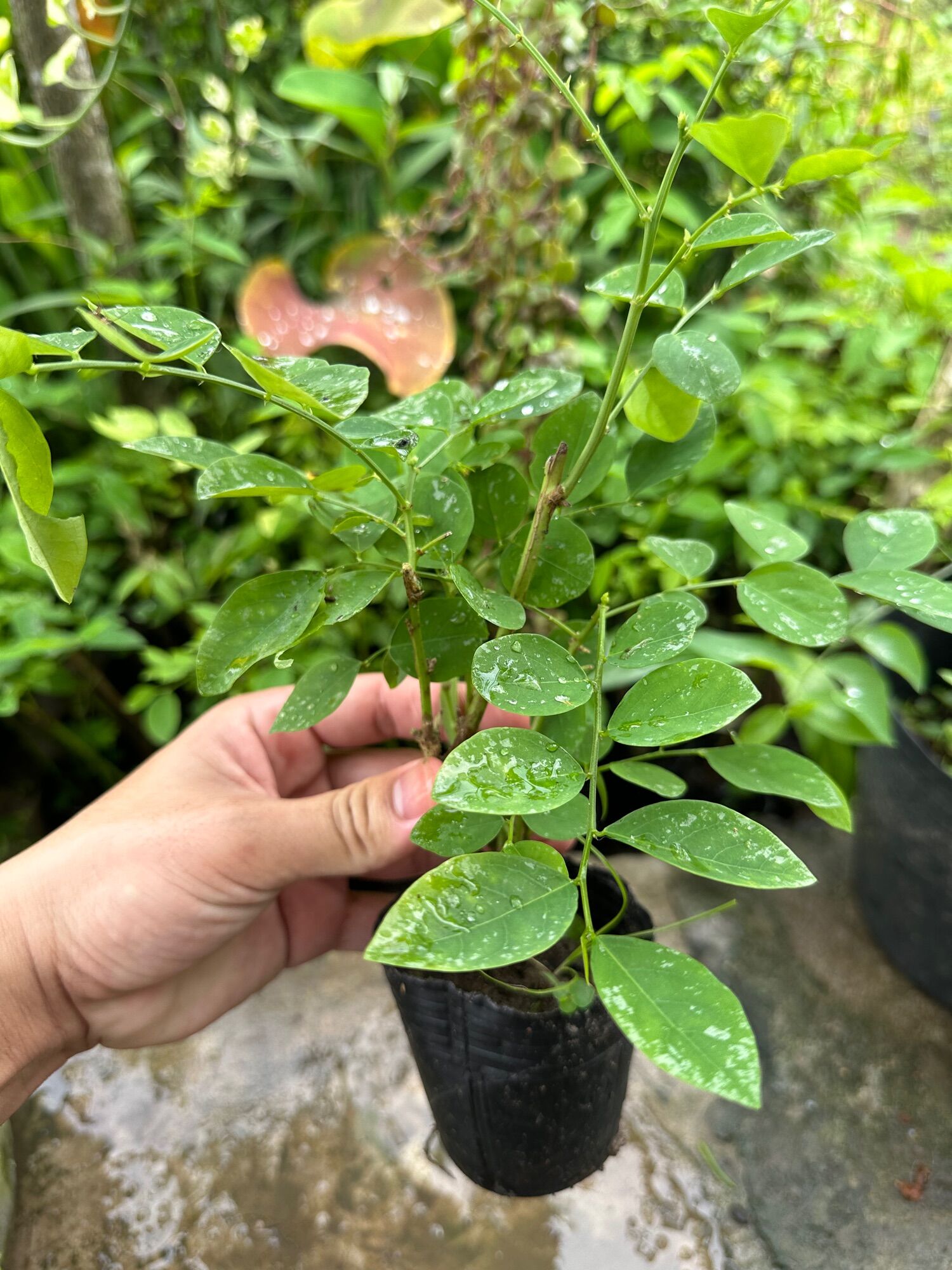 Giống cây rau bồ ngót ,cây rau ngót ta làm giống bầu như hình