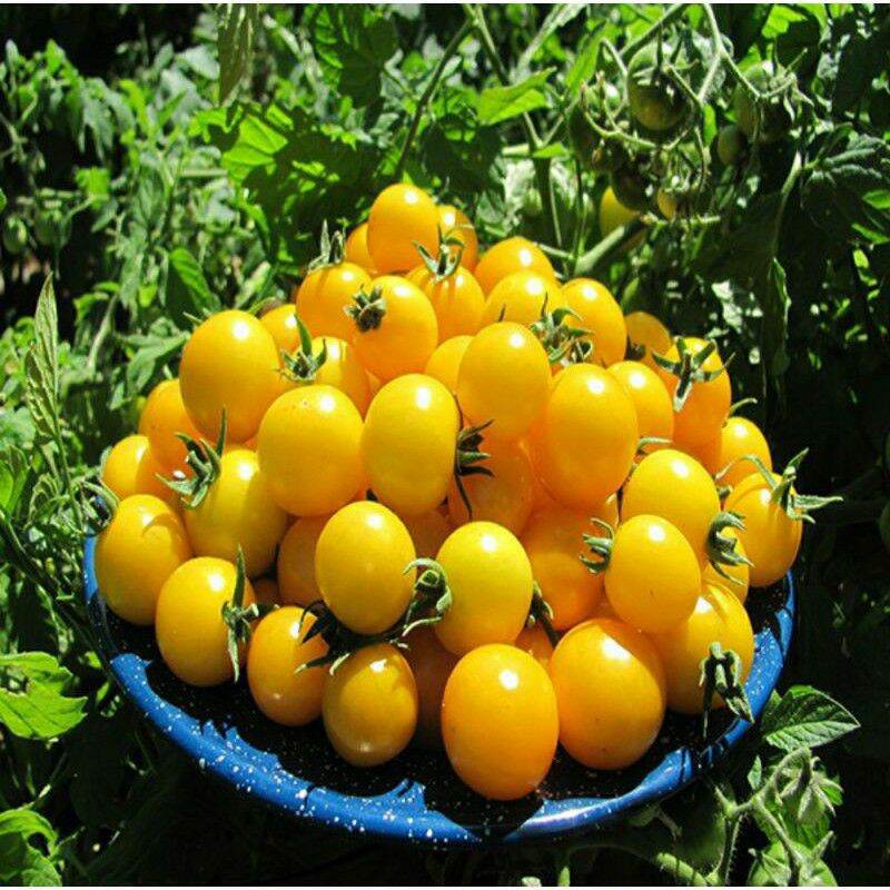 Hạt giống cà chua bi vàng chuỗi ngọc - gói 0.1gr