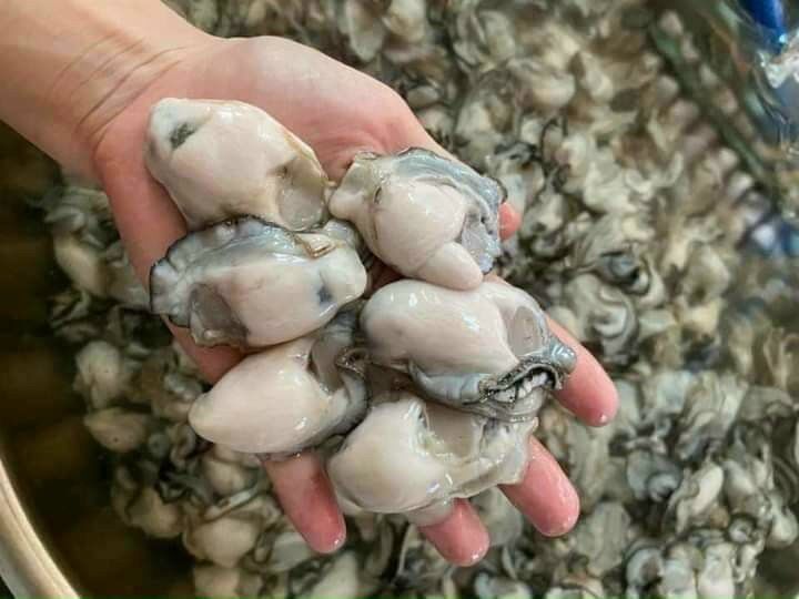 Hào sữa tách vỏ 500g (giao tphcm) đặt hoả tốc
