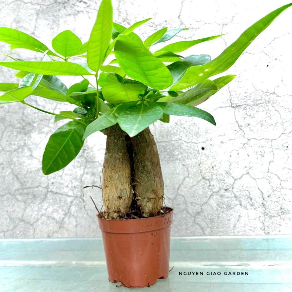 Cây kim ngân ba gốc chậu nhựa