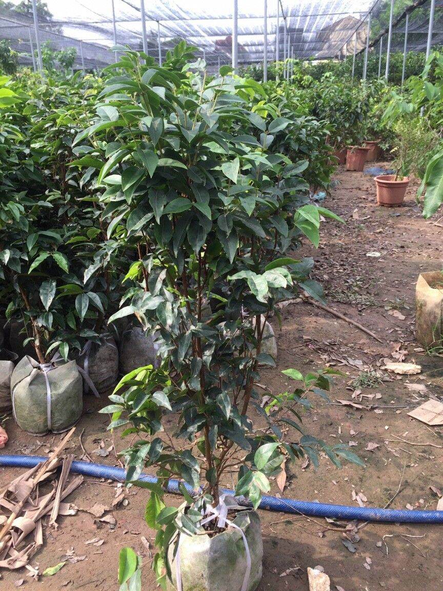 CÂY NHO THÂN GỖ 12 VỤ LOẠI NHỚ