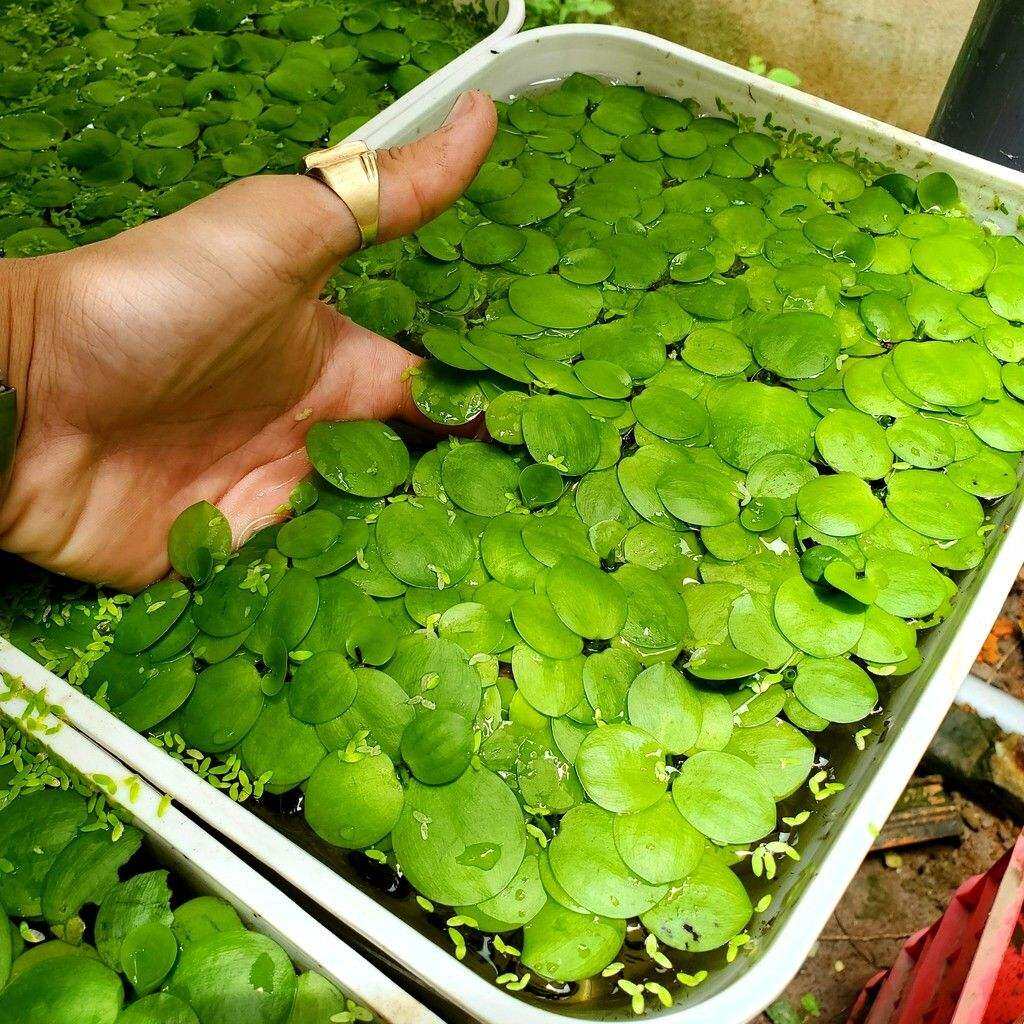 Combo 20 cây bèo nhật thủy sinh (chỉ ship miền Bắc)