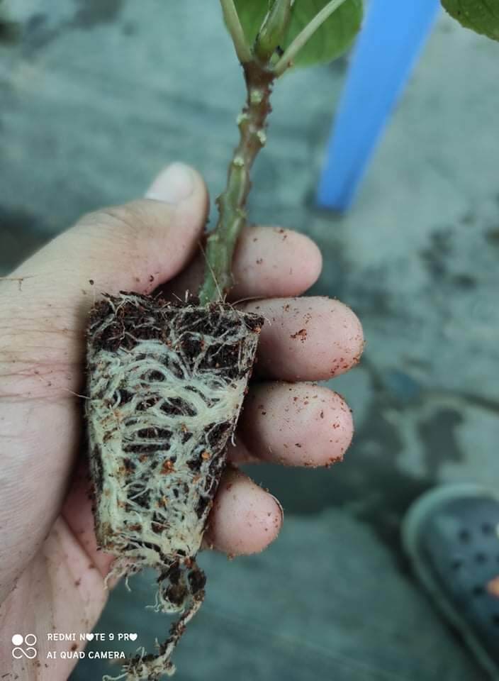Kích rễ cho cây trồng phát triển mạnh