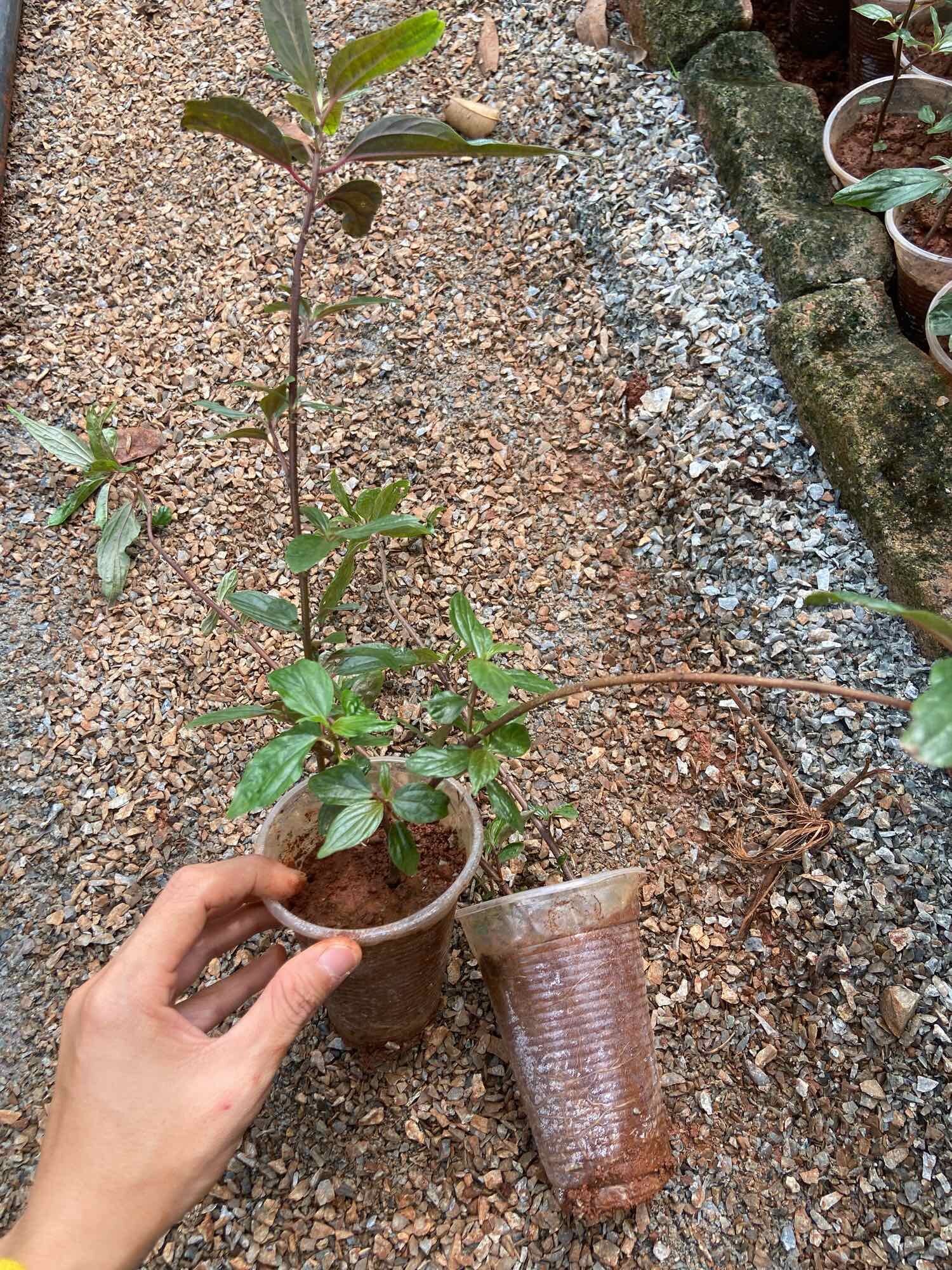 Combo 10cây cỏ dòi thân tím (bọ mắm thân tím), hỗ trợ ho