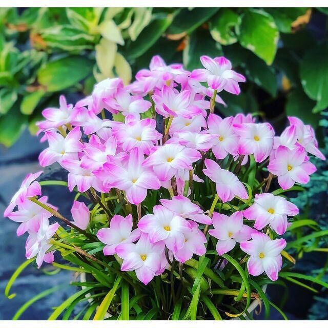 Củ hoa Huệ mưa ngoại giá sỉ(10 củ)