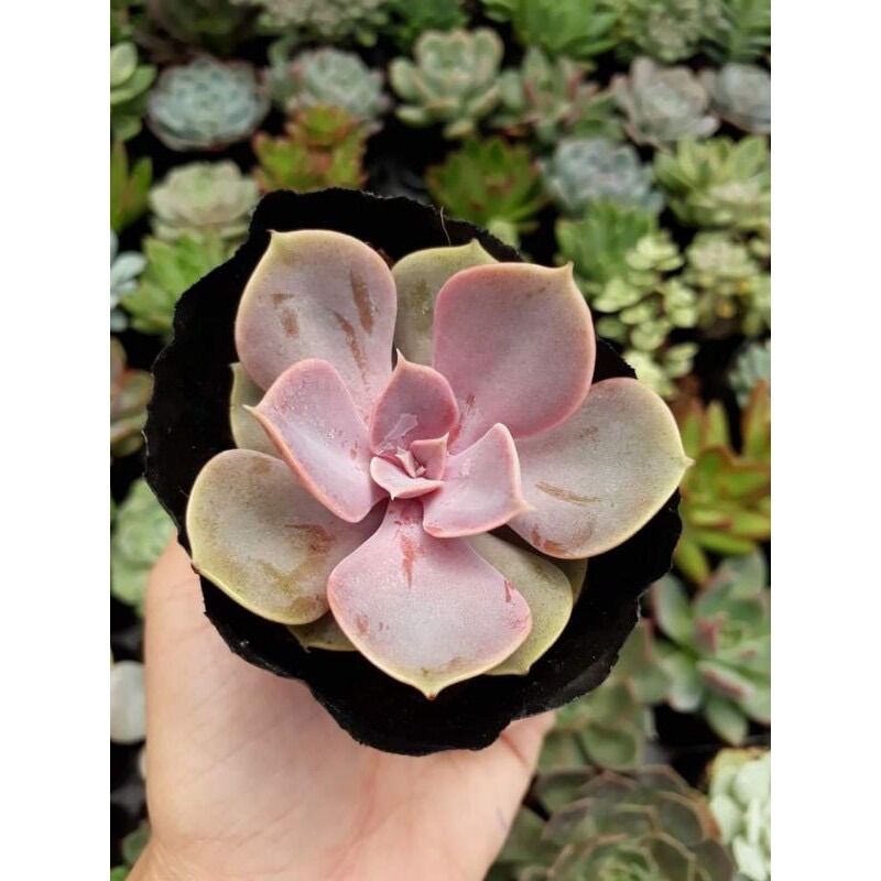 Sen đá hồng dâu size bầu 3-5 cm