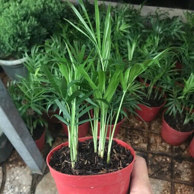 Chậu cây cau tiểu Trâm