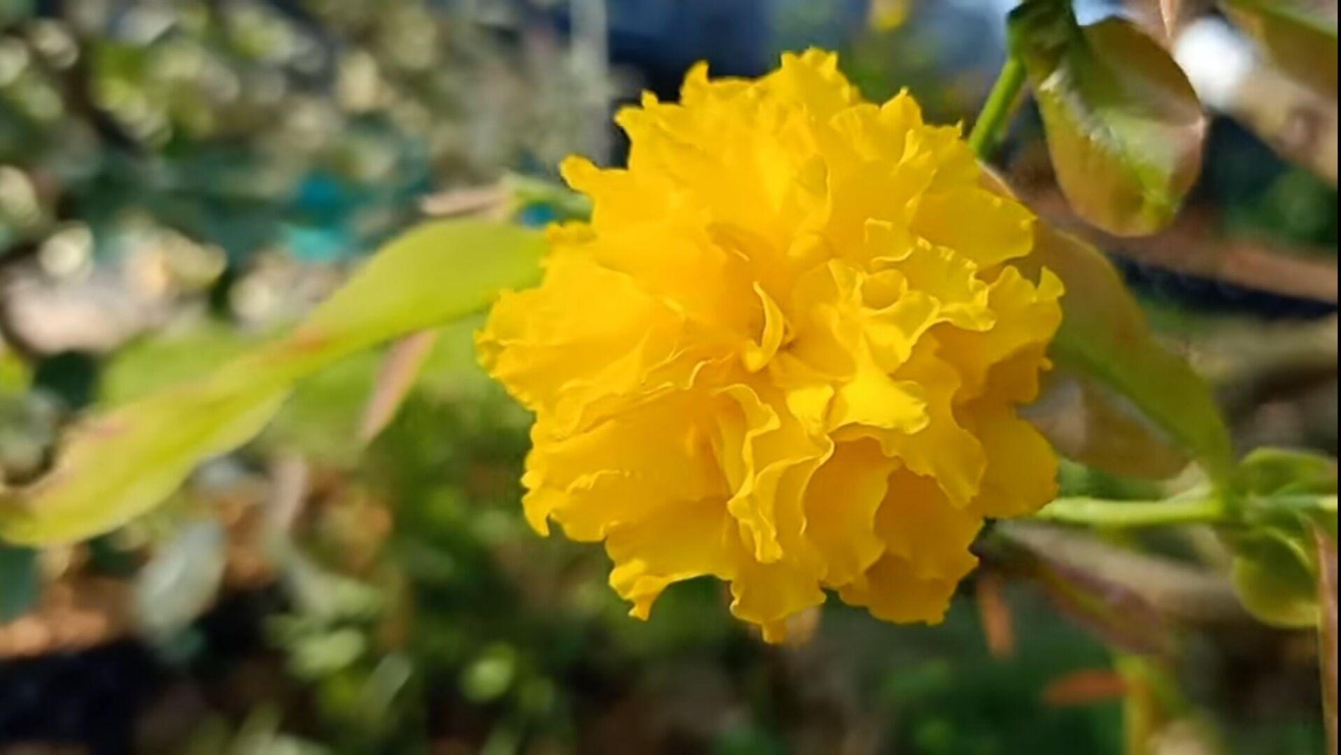 MAI CÚC VẠN THỌ CÁNH XOĂN