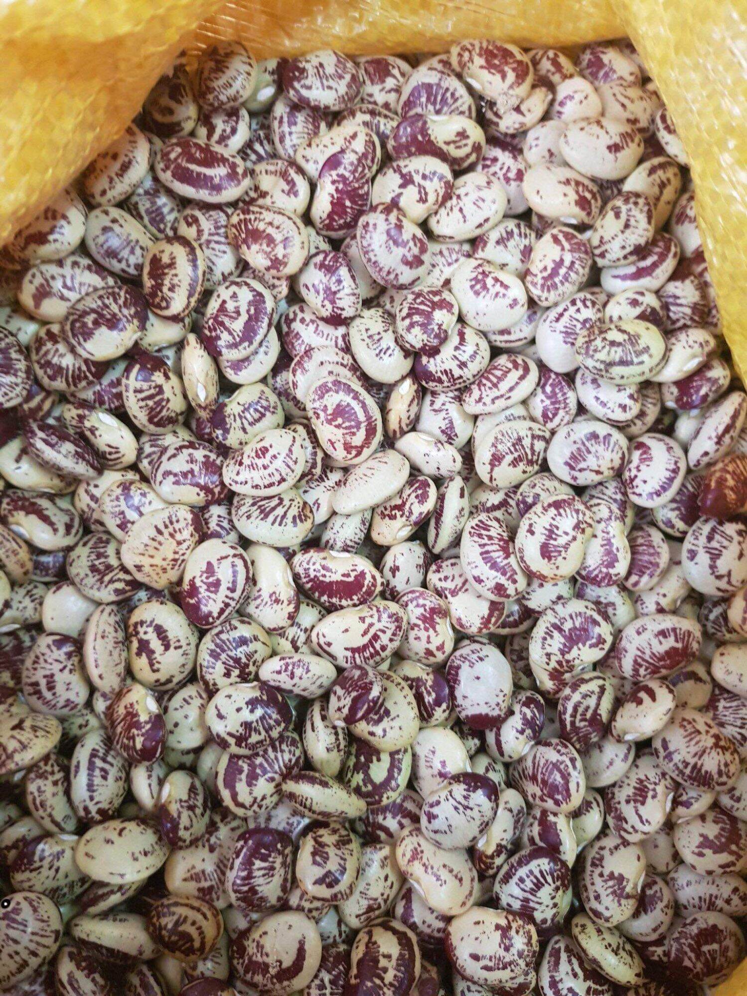 500gr đậu ngự đăk lăk loại 1