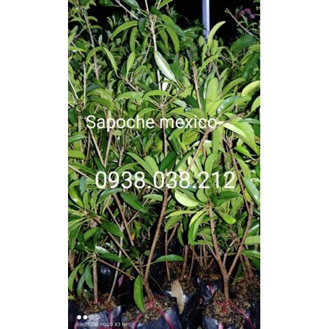 Cây giống sapoche mexico / hồng xiêm mexico