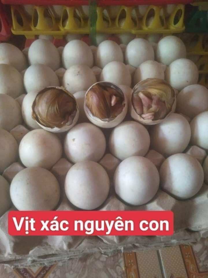10 trứng hột vịt xác