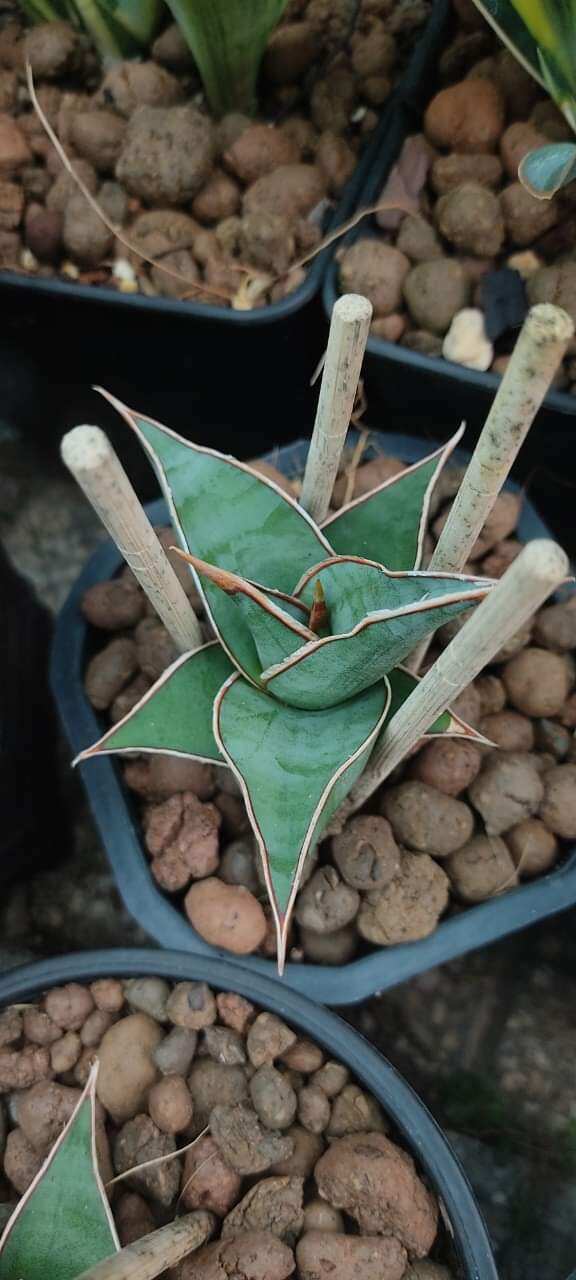 Cây lưỡi hổ lá dày - Sansevieria Pinguicula