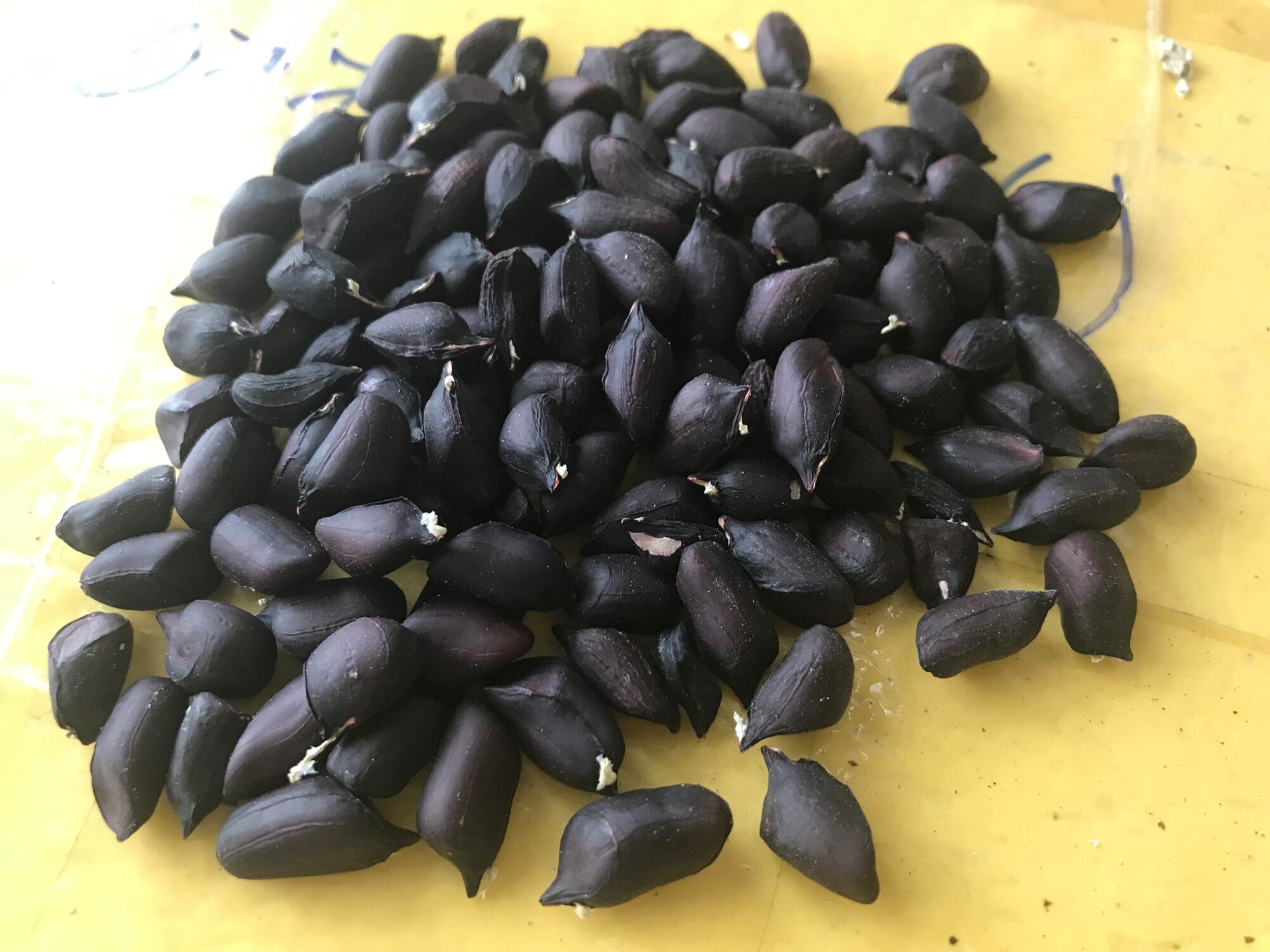 Hạt giống lạc đen - gói 30 hạt