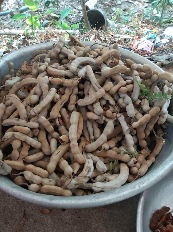 500g me chua lột vỏ