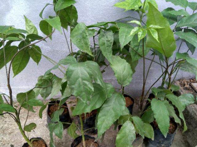 cây lằng, cây lá đắng thanh hóa cao 30cm.