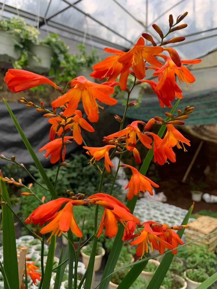 Chậu giống hoa dơn lúa sắp hoa