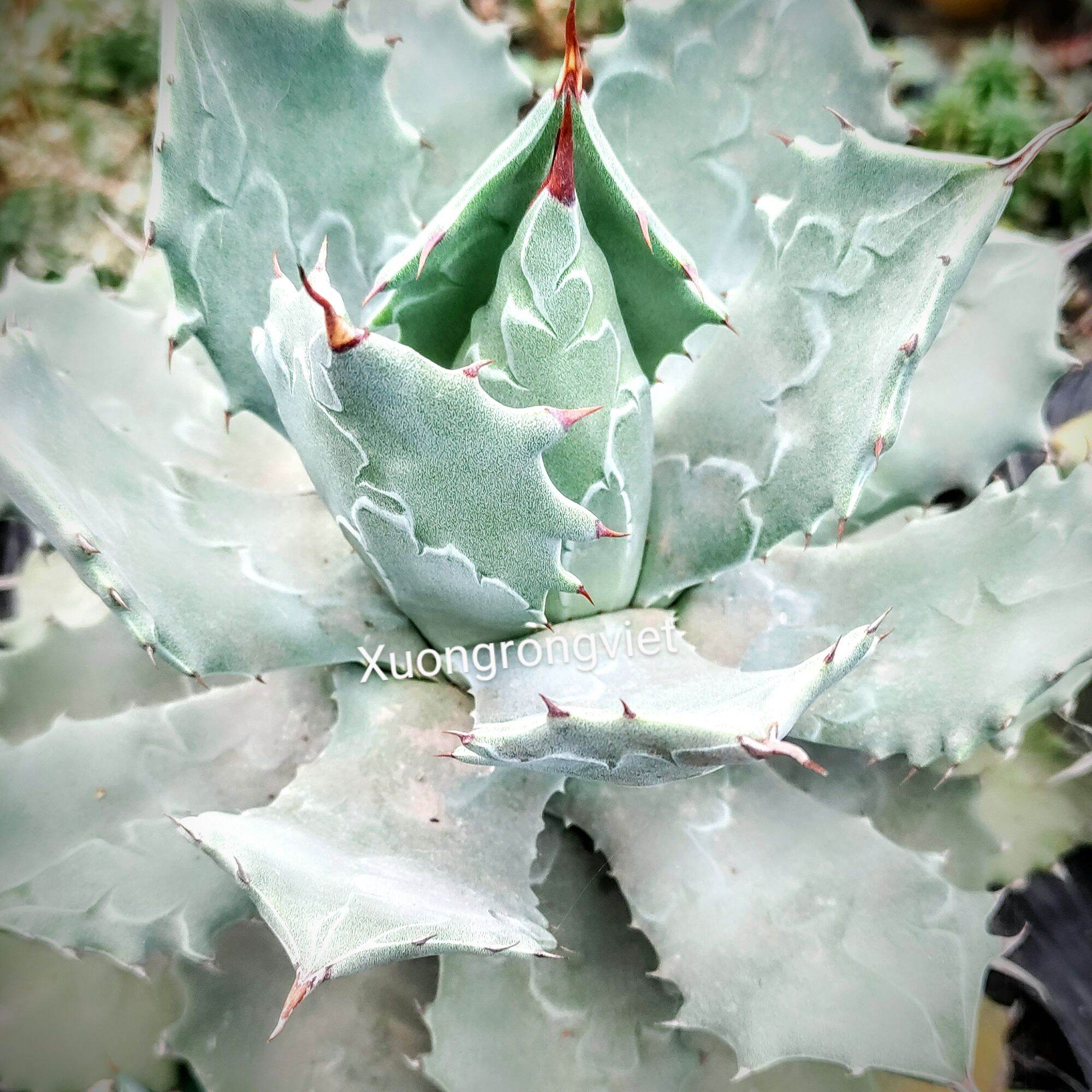Dứa cảnh Agave Xanh Dương